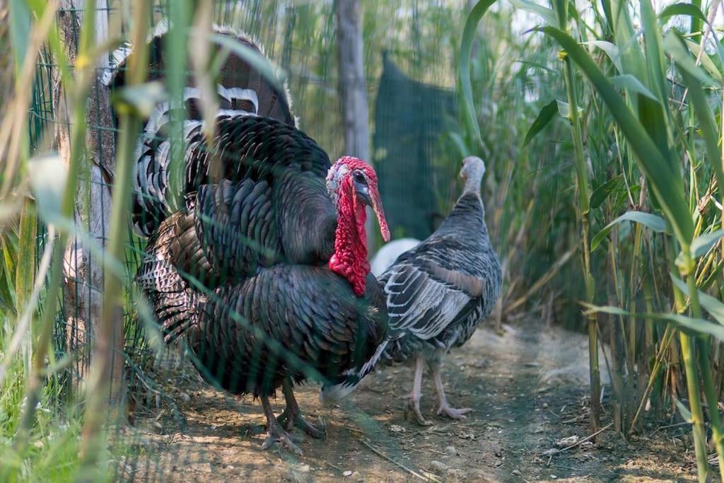 De Santis Séjour à la ferme